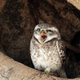 Illustration for article titled The Drastic Plan to Save the Spotted Owl By Massacring Other Owls and Trees